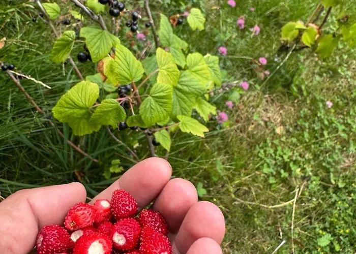 Weiss Lejlighed Mönichkirchen